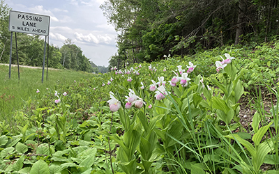 Photo: Lady slippers on Hwy 34.